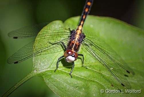 Gordon Wolford Photographyontarioeastern Ontariobugs Of Eastern